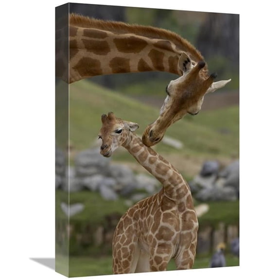 12 x 18 in. Rothschild Giraffe Mother Nuzzling Calf, Native to Africa Art Print - San Diego Zoo