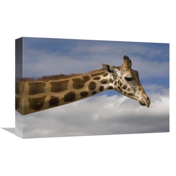 12 x 18 in. Rothschild Giraffe, Native to Africa Art Print - San Diego Zoo
