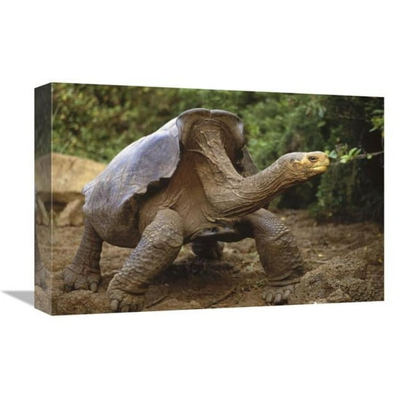 12 x 18 in. Saddleback Galapagos Tortoise Male, Galapagos Islands, Ecuador Art Print - Tui De Roy