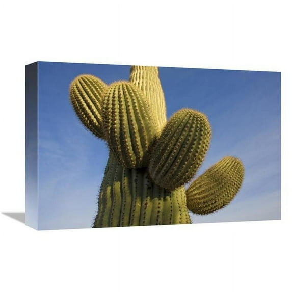 12 x 18 in. Saguaro Cactus, Saguaro National Park, Arizona Art Print - Ingo Arndt