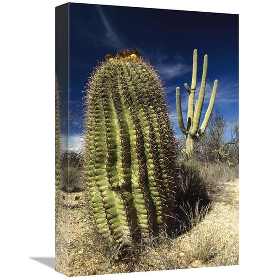 12 x 18 in. Saguaro with Fishhook Barrel Cactus in the Foreground, Sonoran Desert, Arizona Art Print - Gerry Ellis