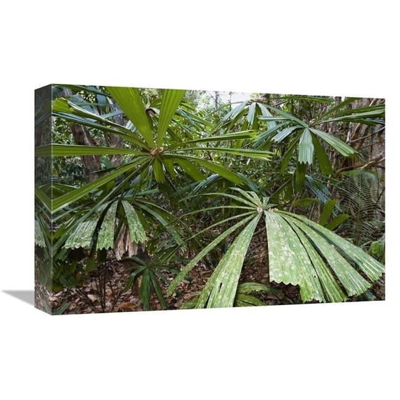 12 x 18 in. Salai-Pathi Leaves, North Andaman Islands, India Art Print - Konrad Wothe