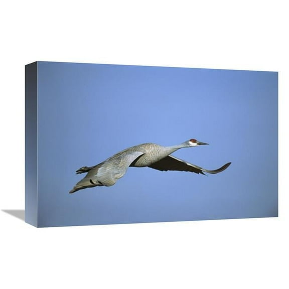 12 x 18 in. Sandhill Crane Flying, Bosque Del Apache NWR, New Mexico Art Print - Tom Vezo