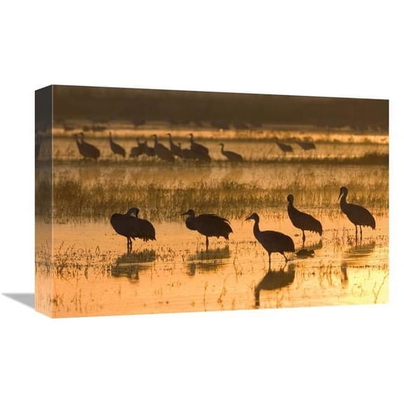 12 x 18 in. Sandhill Cranes, Bosque Del Apache NWR, New Mexico Art Print - Konrad Wothe