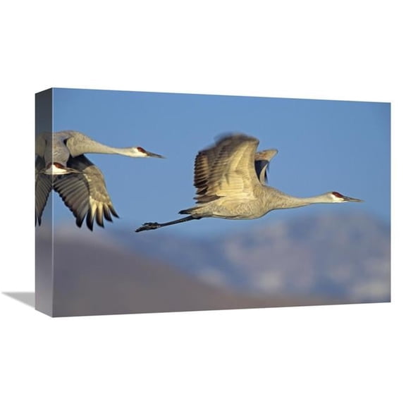 12 x 18 in. Sandhill Cranes Flying, North American Art Print - Tim Fitzharris