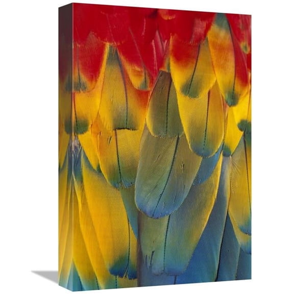 12 x 18 in. Scarlet Macaw Close-Up of Colorful Feathers Art Print - Michael Durham