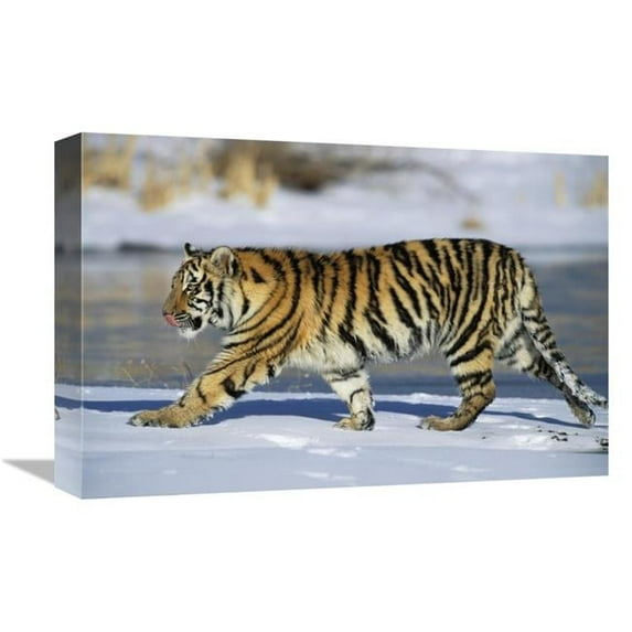 12 x 18 in. Siberian Tiger Cub Walking in Snow, Native to Siberia Art Print - Konrad Wothe