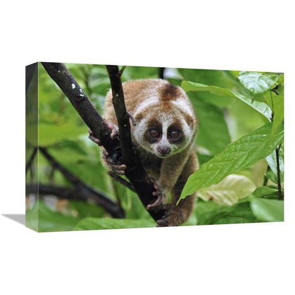 12 x 18 in. Slow Loris, Northern Sumatra, Indonesia Art Print - Thomas Marent