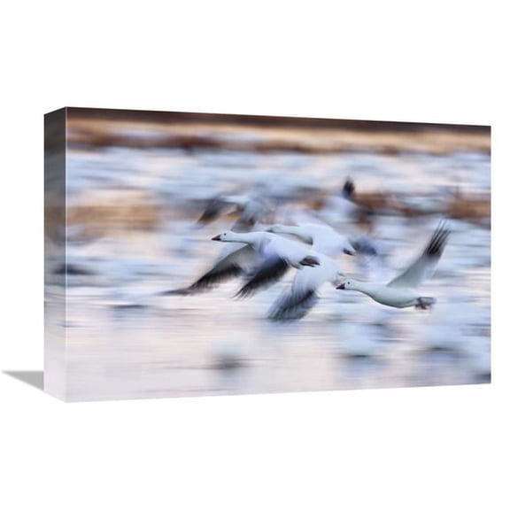 12 x 18 in. Snow Goose Flock Flying Over Wetland, Bosque Del Apache NWR, New Mexico Art Print - Konrad Wothe
