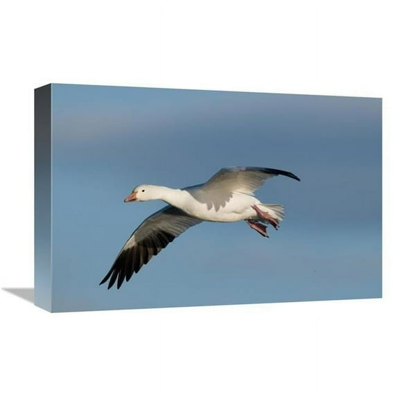 12 x 18 in. Snow Goose Flying, Bosque Del Apache National Wildlife Refuge, New Mexico Art Print - Steve Gettle
