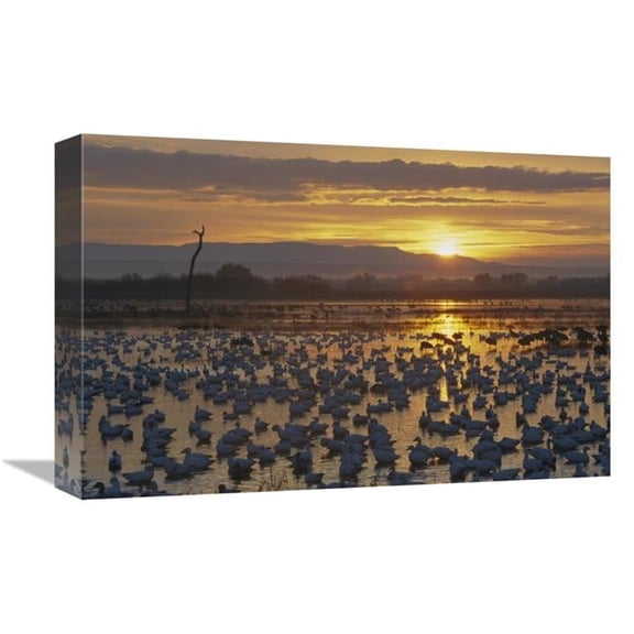 12 x 18 in. Snow Goose Wintering Flock At Sunrise, Bosque Del Apache National Wildlife Refuge, New Mexico Art Print - Konrad Wothe