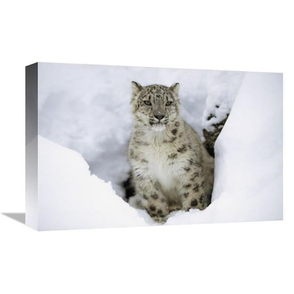 12 x 18 in. Snow Leopard Adult Portrait in Snow, Native to Asia Art Print - Tim Fitzharris