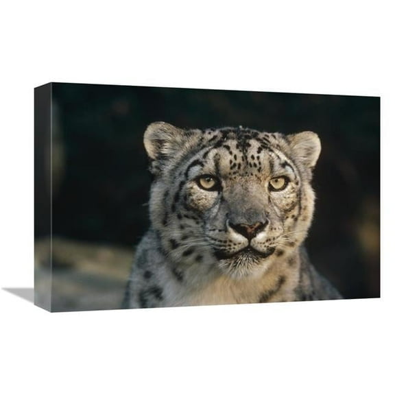 12 x 18 in. Snow Leopard, Woodland Park Zoo Art Print - Gerry Ellis