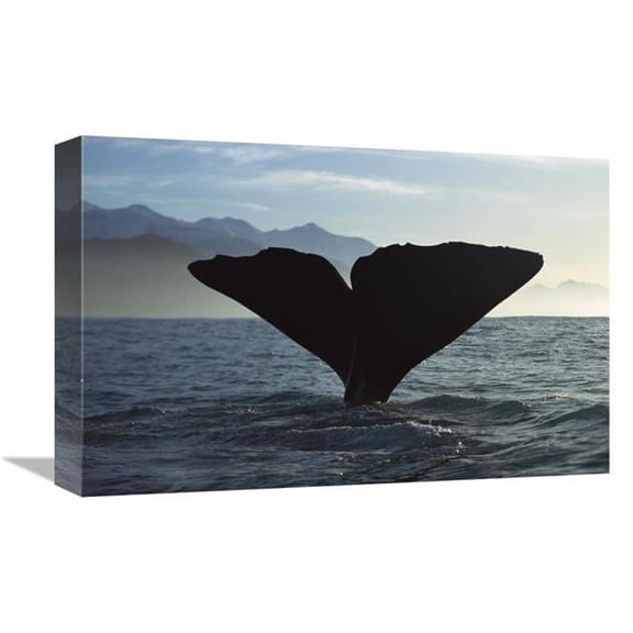 12 x 18 in. Sperm Whale Diving, New Zealand Art Print - Flip Nicklin