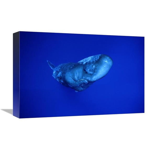 12 x 18 in. Sperm Whale,Dominica Art Print - Flip Nicklin