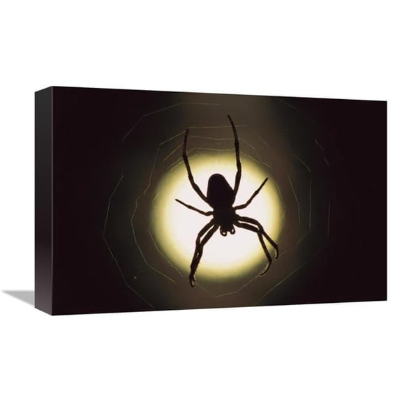 12 x 18 in. Spider Silhouetted in Its Web, Native to Europe Art Print - Heidi & Hans-Jurgen Koch