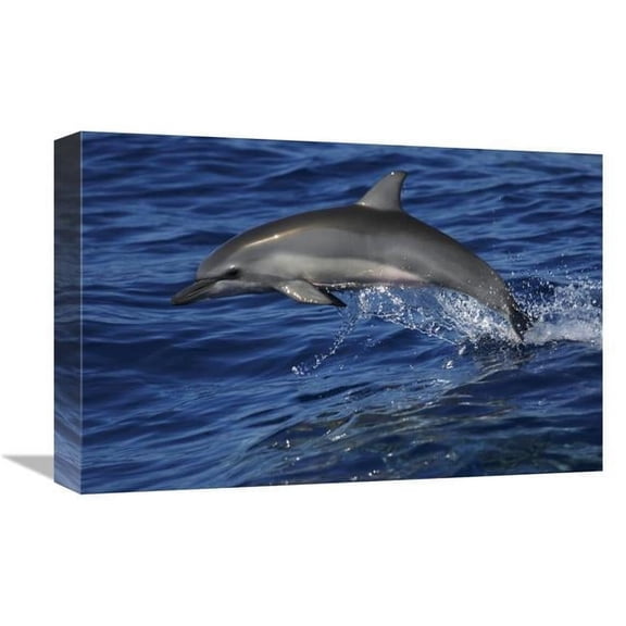 12 x 18 in. Spinner Dolphin Jumping, Ogasawara Island, Japan Art Print - Hiroya Minakuchi