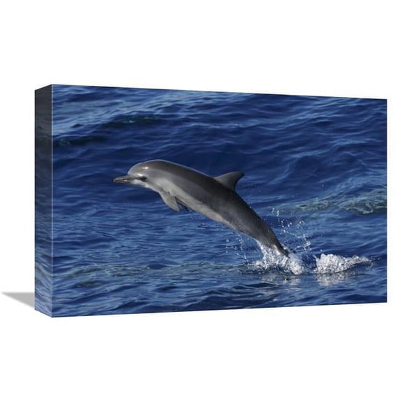 12 x 18 in. Spinner Dolphin Jumping, Ogasawara Island, Japan Art Print - Hiroya Minakuchi