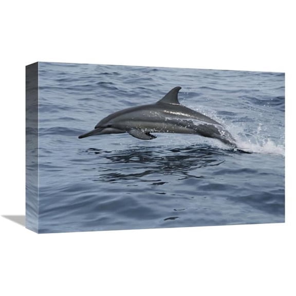 12 x 18 in. Spinner Dolphin Porpoising Through Water, Bahamas Art Print - Mike Parry