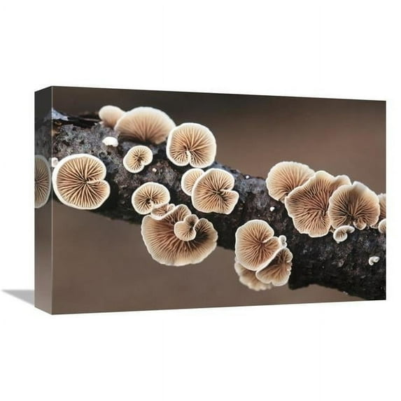 12 x 18 in. Split Gill Fungus Growing on Branch Art Print - Jan Vermeer
