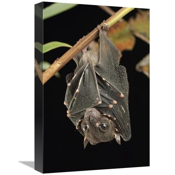 12 x 18 in. Spotted-Winged Fruit Bat Roosting, Bukit Sarang Conservation Area, Bintulu, Borneo, Malaysia Art Print - Chien Lee