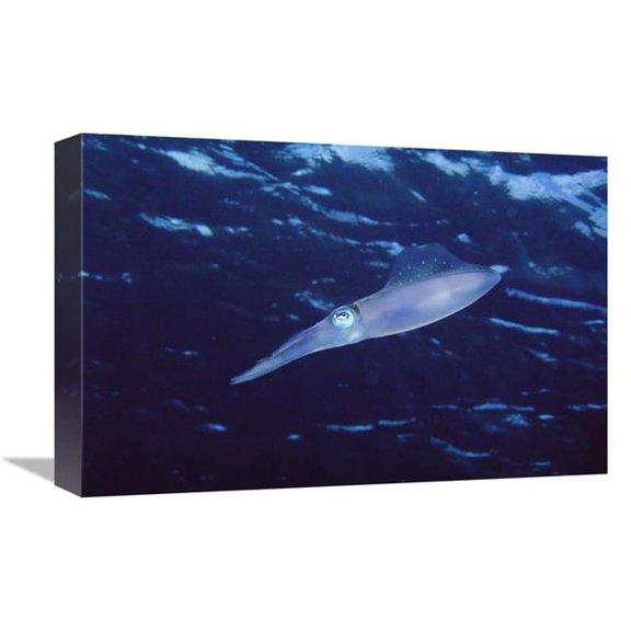 12 x 18 in. Squid Portrait, Bonaire, Netherland Antilles Art Print - Flip Nicklin