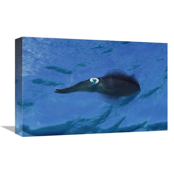 12 x 18 in. Squid Portrait, Bonaire, Netherland Antilles Art Print - Flip Nicklin