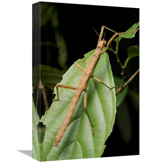 12 x 18 in. Stick Insect, North Maluku, Indonesia Art Print - Chien Lee