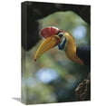 thumbnail image 1 of 12 x 18 in. Sulawesi Red-Knobbed Hornbill Male Delivering Figs to Female, Sulawesi, Indonesia Art Print - Tui De Roy, 1 of 1