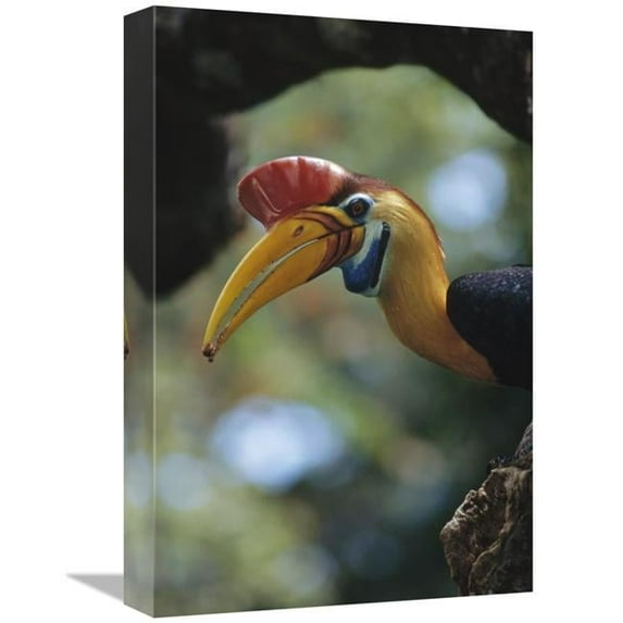 12 x 18 in. Sulawesi Red-Knobbed Hornbill Male Delivering Figs to Female, Sulawesi, Indonesia Art Print - Tui De Roy