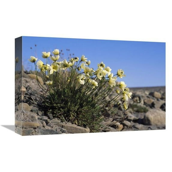 12 x 18 in. Svalbard Poppy, Spitsbergen, Svalbard, Norwegian Arctic Art Print - Tui De Roy