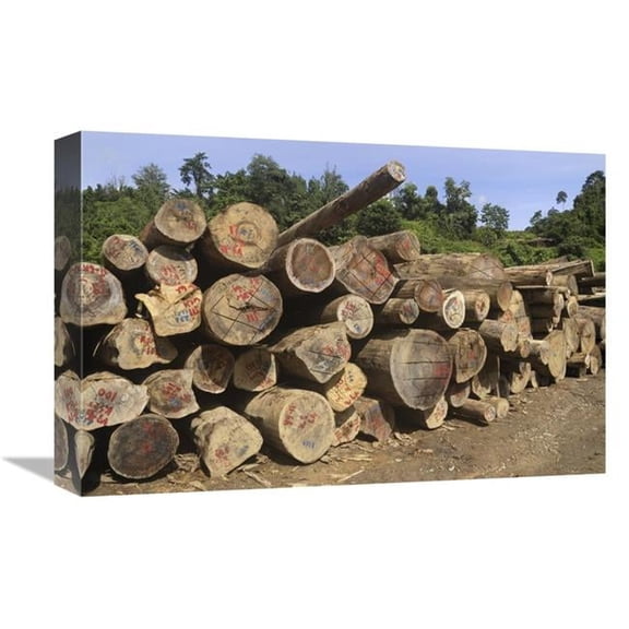 12 x 18 in. Timber At A Logging Area, Danum Valley Conservation Area, Borneo, Malaysia Art Print - Thomas Marent