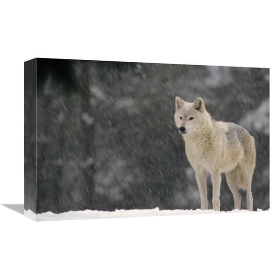 12 x 18 in. Timber Wolf Female Portrait, Temperate North America Art Print - Gerry Ellis