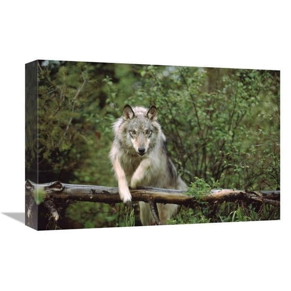 12 x 18 in. Timber Wolf Leaping Over Fallen Log, Montana Art Print - Tim Fitzharris