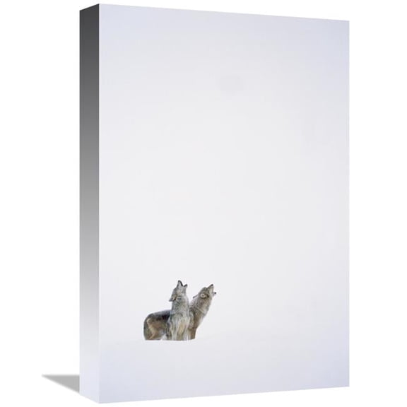 12 x 18 in. Timber Wolf Pair Howling in Snow, North America Art Print - Tim Fitzharris