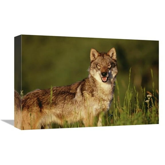 12 x 18 in. Timber Wolf Portrait, North America Art Print - Tim Fitzharris