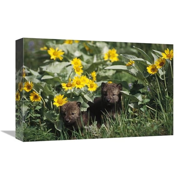 12 x 18 in. Timber Wolf Pups Among Flowers, North America Art Print - Gerry Ellis