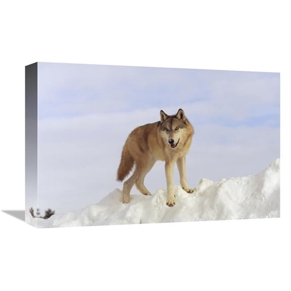 12 x 18 in. Timber Wolf Standing At the Top of A Snow Bank, Montana Art Print - Tim Fitzharris