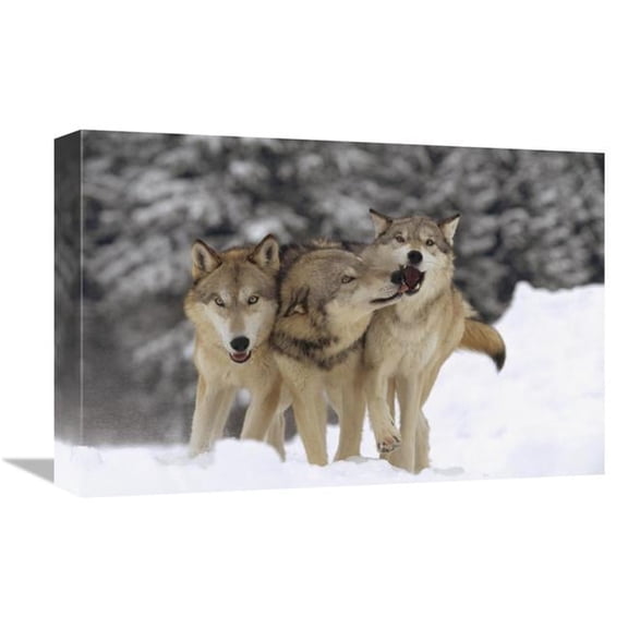 12 x 18 in. Timber Wolf Trio Playing in Snow, Montana Art Print - Tim Fitzharris