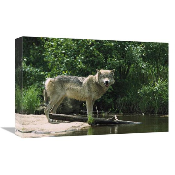 12 x 18 in. Timber Wolf on Riverbank, North America Art Print - Konrad Wothe