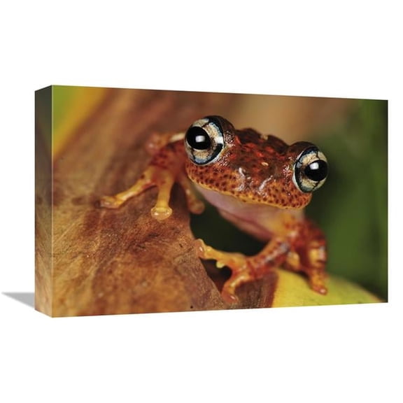 12 x 18 in. Tree Frog Portrait, Andasibe-Mantadia National Park, Madagascar Art Print - Thomas Marent