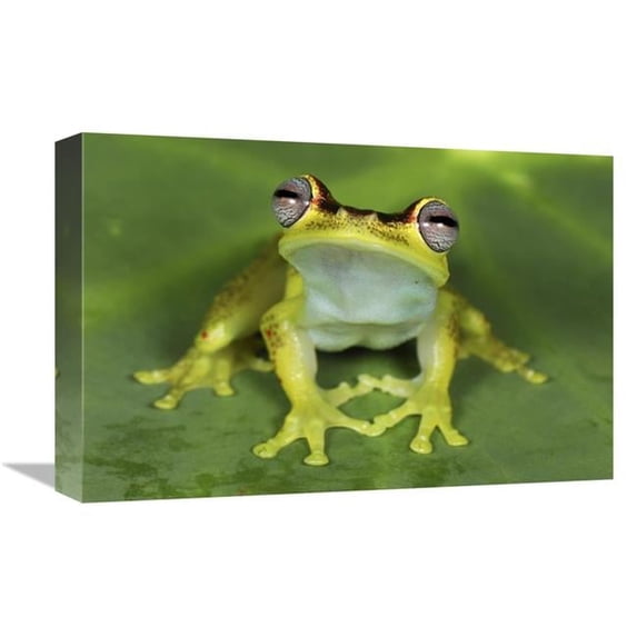 12 x 18 in. Treefrog At Night, Colombia Art Print - Thomas Marent