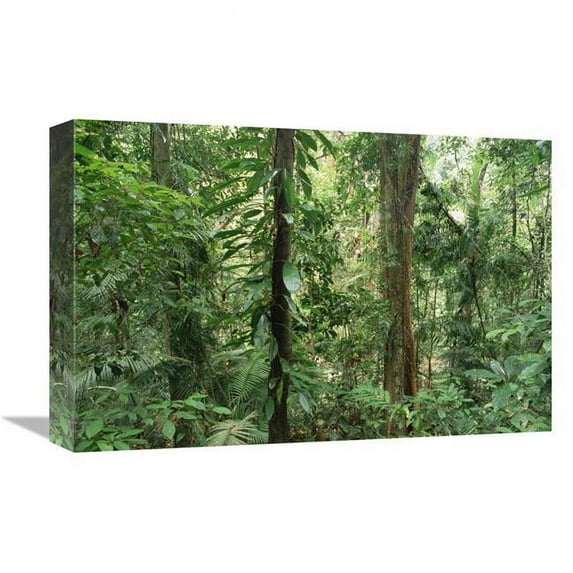 12 x 18 in. Tropical Rainforest Interior, Bellenden Ker National Park, Australia Art Print - Gerry Ellis