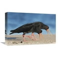 thumbnail image 1 of 12 x 18 in. Variable Oystercatcher Pair Displaying & Chasing Away Rival Pair, Coromandel Peninsula, New Zealand Art Print - Jonathan Harrod, 1 of 1