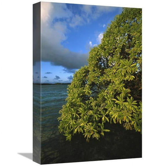 12 x 18 in. Velvetleaf Soldierbush, Palmyra Atoll NWR, US Line Islands Art Print - Tui De Roy
