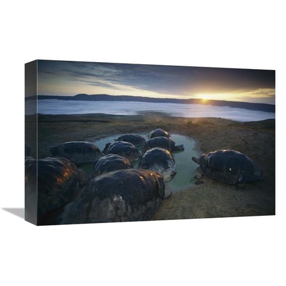 12 x 18 in. Volcan Alcedo Giant Tortoise Wallowing on Caldera Rim, Alcedo Volcano ,Galapagos Art Print - Tui De Roy