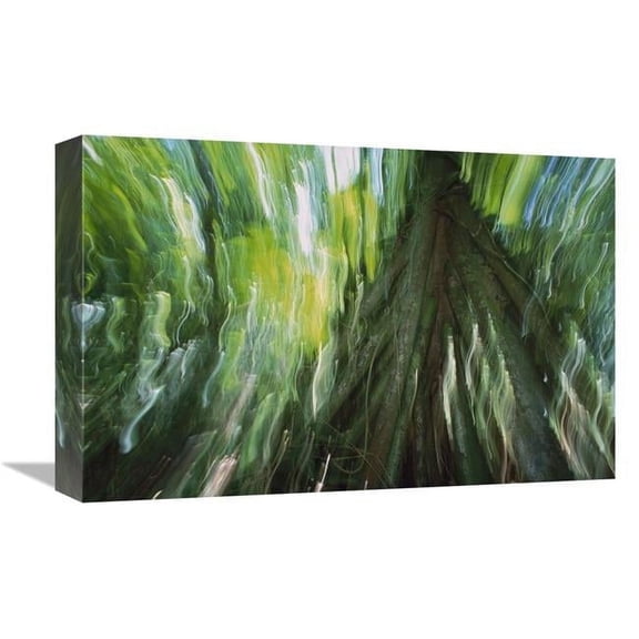 12 x 18 in. Walking Palm Showing Stilt Roots, with Abstract Rainforest Patterns, Barro Colorado Island, Panama Art Print - Christian Ziegler