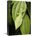 thumbnail image 1 of 12 x 18 in. Walking Stick Juvenile Camouflaged on Leaf, Sarawak, Borneo, Malaysia Art Print - Chien Lee, 1 of 1
