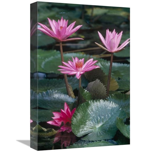 12 x 18 in. Water Lily Hybrid Blossoms & Lily Pads, World Tropics Art Print - Gerry Ellis