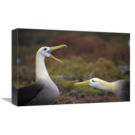 12 x 18 in. Waved Albatross Courtship Display Sequence, Galapagos Islands, Ecuador Art Print - Tui De Roy